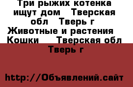 Три рыжих котенка ищут дом - Тверская обл., Тверь г. Животные и растения » Кошки   . Тверская обл.,Тверь г.